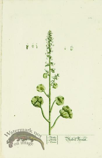 Blackwell German 249